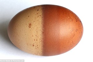 Quả trứng gà hai màu độc nhất vô nhị ở Anh