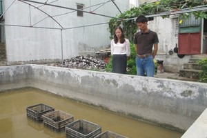 Mô hình nuôi trai nước ngọt lấy ngọc được thực hiện tại Ninh Bình từ năm 2013