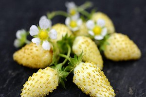 Dâu tây vàng khiến người chơi cây mê mẩn