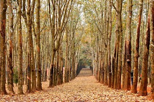 Những mùa thay lá quyến rũ nhất Việt Nam