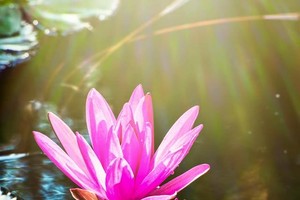 Hoa súng suối Yến. Ảnh: Trung Đỗ Thành