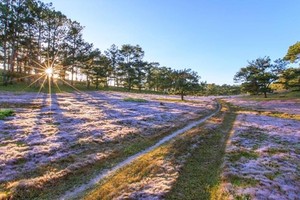 Đồi cỏ hồng Đà Lạt biến thành cỏ tuyết sau một đêm