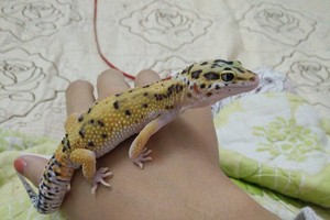 Giới trẻ bỏ tiền triệu thi nhau nuôi thằn lằn