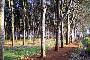 Doanh nghiệp Trung Quốc ồ ạt mua gỗ cao su
