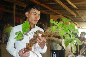 Một củ sâm Ngọc Linh tự nhiên tìm thấy trên núi Ngọc Linh tháng 7 vừa qua được một đại gia ở Sài Gòn mua với giá hơn 200 triệu đồng.