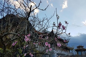 Đến “thành phố trên mây” ngắm muôn sắc đào đua nở