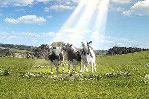 Lại mua tiếp gần 15 triệu cổ phiếu, tỷ phú Thái vẫn "đeo bám" chặt Vinamilk