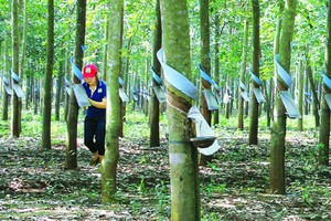 Lãi sau thuế đã kiểm toán của HAGL Agrico giảm 103 tỷ đồng so với báo cáo tài chính tự lập trước đó.