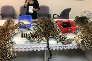 Các bộ da báo được giấu trong hành lý của bà lão. Ảnh: H.Q