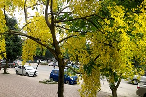 Tháng 5, Hà Nội mê mải sắc vàng muồng hoàng yến