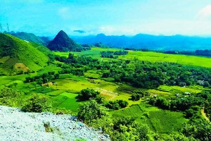 Rủ nhau lên Mộc Châu hái mận chín