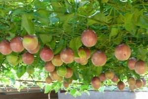 Công ty nông nghiệp của Bầu Đức đặt mục tiêu thu hơn 1.000 tỷ đồng từ chanh dây