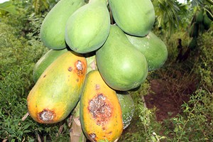 Rất ít người mua nên đu đủ già, chín rục ngoài vườn của người dân ở huyện Hồng Ngự, tỉnh Đồng Tháp. Ảnh: Bình Tân