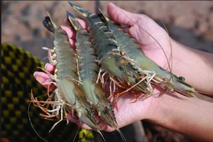 Nông dân miền Tây lãi đậm trong vụ thu hoạch tôm đầu năm.