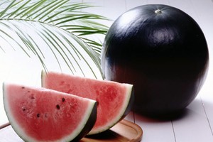 Đến thị trấn trồng dưa hấu đen giá cả trăm triệu đồng/quả