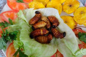 Đặc sản sâu cọ béo ngậy ở vùng Amazon