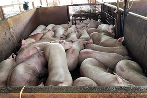 Giá heo tại Đồng Nai đang lao dốc về gần mức thấp kỷ lục do chịu tác động bởi thông tin 4.000 con heo tiêm thuốc an thần tại TP HCM. Ảnh: Sơn Hòa