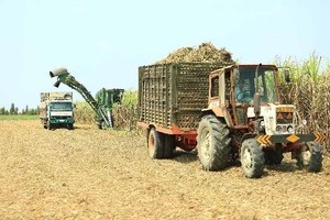 BHS chi hơn 57 tỷ đồng “gom trọn” cổ phần đấu giá của Mía đường Tây Ninh