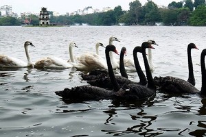 Phiên chiều 6/2: “Thiên nga đen” và chuyện chứng khoán ngày Tết