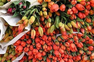 Hà Lan là một trong những thị trường nhập khẩu hoa lớn nhất của Việt Nam.