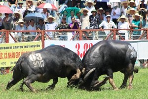 Lễ hội chọi trâu truyền thống năm 2017. Ảnh: Giang Chinh.