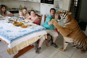 Cuộc sống của đại gia đình với 7 chú hổ to hơn người