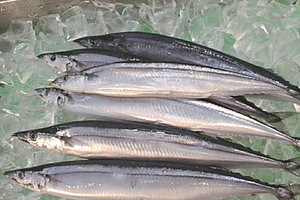 Cá thu đao, đặc sản mùa lá đỏ ở Nhật Bản