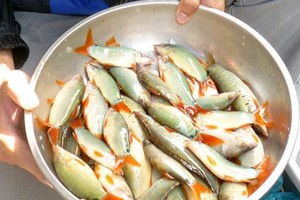 Một kg cá heo khoảng 30 con. 