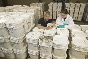 Số đồng xu được tìm thấy từ vụ đắm tàu năm 2007. Ảnh: Odyssey Marine Exploration.