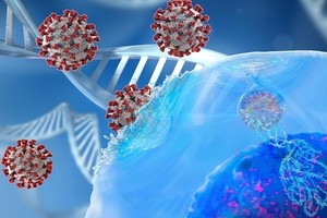 Mô phỏng nCoV xâm nhập vào tế bào. Ảnh: Sci Tech Daily.