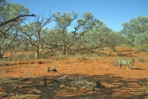 Cảnh tượng mèo tha kỳ đà vô tình lọt vào ống kính. Ảnh: ABC.