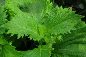 Lá rụng bờ rào bỏ đi không ai dùng, sang nước ngoài bán đắt đỏ