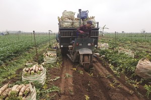 Người nông dân đang khó tiếp cận các sản bảo hiểm nông nghiệp.