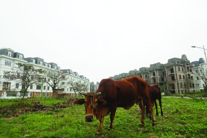 Pháp lý đất đai là lĩnh vực liên quan tới tất cả mọi người. Ảnh: Dũng Minh.