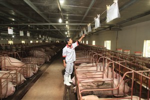 Giá heo hơi đang neo ở mức cao trong nhiều năm trở lại đây.