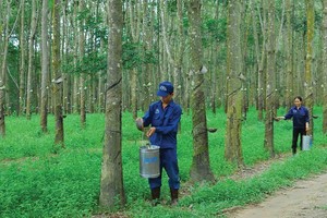 Phát triển Đô thị và Khu công nghiệp Cao su Việt Nam (VRG): Lợi nhuận tăng 1.785%