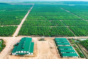Tháng 1/2025, cổ phiếu HNG giao dịch sôi động nhất trên UPCoM