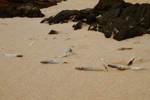 Bộ Công Thương hỏa tốc kiểm tra chất thải tại Formosa Hà Tĩnh