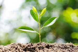 Đón đọc Báo Tết Mậu Tuất 2018 của Đầu tư Chứng khoán - Khát vọng xanh