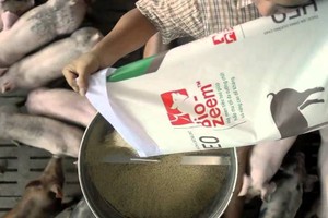 Dòng sản phẩm Bio-zeem “Xanh” (dòng trung cấp) cho heo và Bio-zeem cho gà thịt được Masan đưa ra vào cuối năm 2017 và bước đầu đã được thị trường chấp nhận