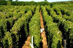 PIT thoát khỏi diện bị kiểm soát từ ngày 4/9