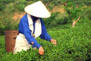 IPO gần 12 triệu cổ phần Tổng công ty Chè Việt Nam