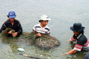 Dừng thí điểm bảo hiểm thủy sản vì rủi ro cao