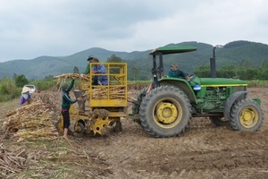 Thu lãi tiền tỷ mỗi vụ nhờ trồng mía trên cánh đồng mẫu lớn