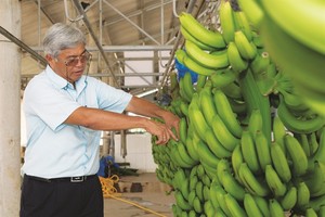 Chuối sạch sang Nhật, Dubai