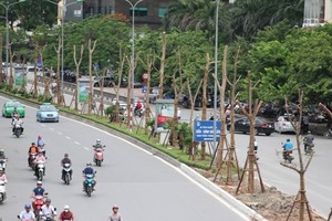 Chủ trương trồng 1 triệu cây xanh của thành phố trong thời gian tới đây là mục tiêu chiến lược