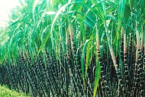 SLS chốt danh sách trả cổ tức đợt 2/2016