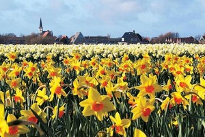 Một ngôi làng trồng hoa trên đảo