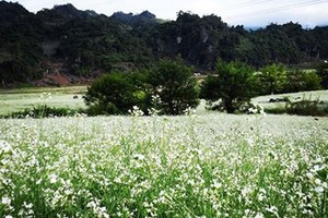 Cuối năm về Mộc Châu ngắm hoa cải nở trắng đồi