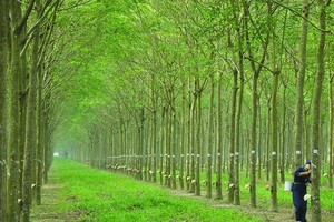 Inruco đấu giá thành công, thu về hơn 37 tỷ đồng